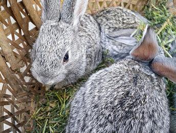 《全面战争：战锤3》新预告 色孽世界让人愉悦